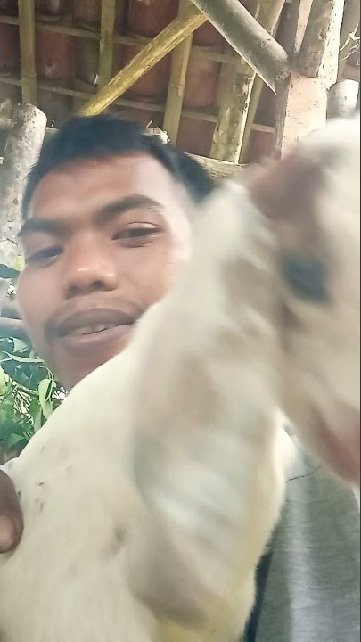 ngopeni wedus