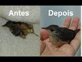 Cuidando de filhote de passarinho - Corruíra (ler DESCRIÇÃO do vídeo)