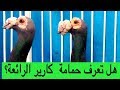 هل تعرف حمامة كارير Carrier pigeon؟ تعرف على اجمل واقوى مستويات حمام الكارير.