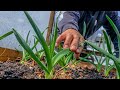 We double our harvest by planting these vegetables early in spring