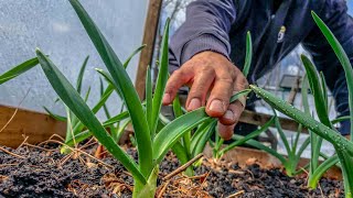 We double our harvest by planting these vegetables early in Spring