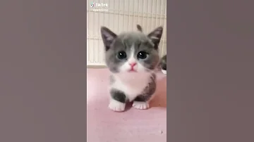 قطط صغيرة كيوت 