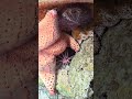 Starfish & sea urchin Playa del Carmen Mexico tropical Caribbean park animal life #nature #explore
