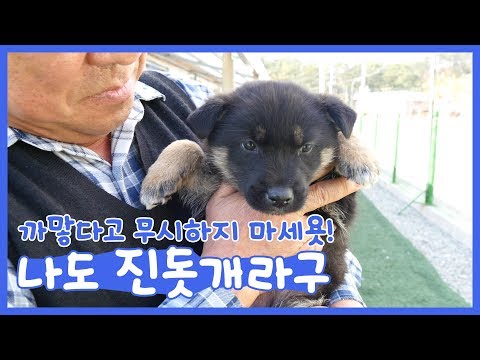 백설기들 사이 흑구 한마리 #블랙탄 #네눈박이 [진돗개패밀리]
