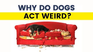 Meanings Behind 10 Odd Dog Behaviours | Pet Behaviour | Dog Behaviour | Dog Training | Dog Breeds by All For Love 105 views 2 months ago 2 minutes, 34 seconds