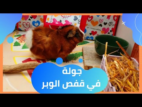 جيبت الخنزير الغيني / جولة في قفص الخنزير الغيني / تربية الوبر / guinea pig