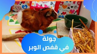 جيبت الخنزير الغيني / جولة في قفص الخنزير الغيني / تربية الوبر / guinea pig