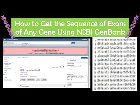 Wie Downloaden / Get-Sequenz nach Genen Mit NCBI GenBank