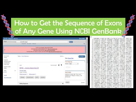 Video: Pipeline Program Untuk Mengumpul Dan Menganalisis Urutan Intron Segmen II Dari GenBank