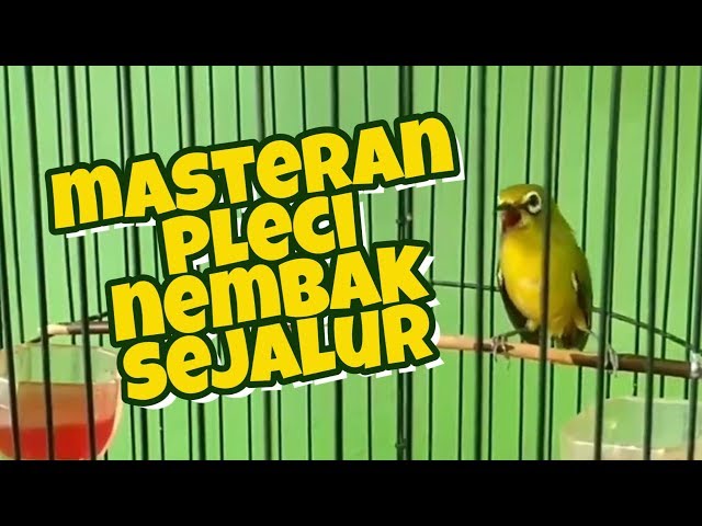 Masteran Pleci Nembak Sejalur class=