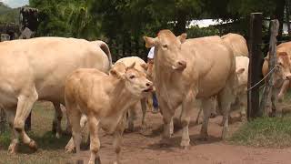 Blond de aquitaine y cruces Brahman rojo