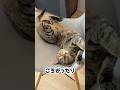 椅子の上でやたらゴロゴロ転がる猫。 #保護猫 #猫のいる暮らし #shosts
