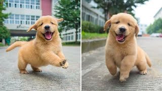 Funniest & Cutest Golden Retriever Puppies - 30 Minutes of Funny Puppy Videos 2022 #6
