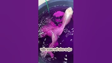 Hướng dẫn tắm tím phòng bệnh cho cá chép sư tử, phi tần - Instructions for disinfecting potassium