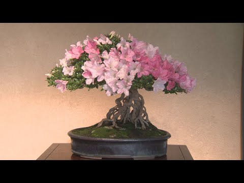 大型盆栽大　花台　貝模様 hqdefault.jpg