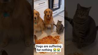 Dogs Are Suffering For Nothing