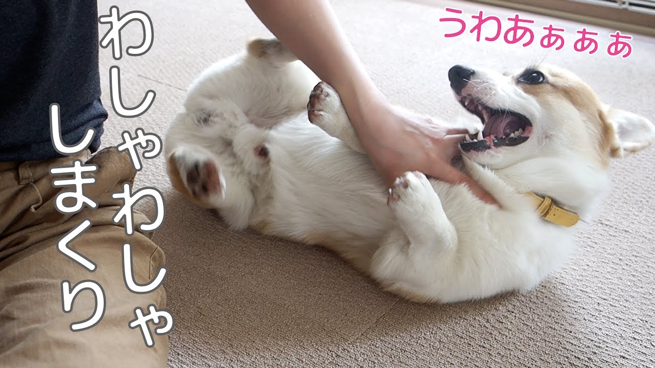 寝転がるコーギーをわしゃわしゃしまくり Youtube