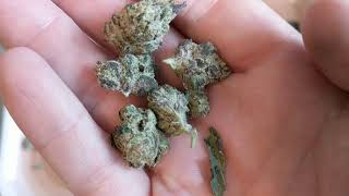 Information Pink Cookies minis 20% Trulieve Update