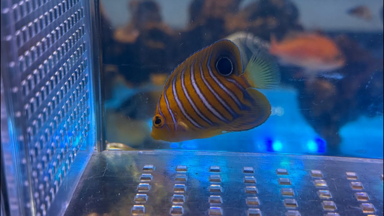 Tomorrow, all corals are 25% off! We have a shipment from the Tomorrow, all corals are 25% off! We have a shipment from the