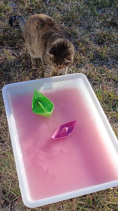 Paper boats