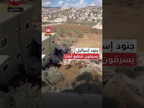 لقطات توثق سرقة جنود الجيش الإسرائيلي قطيعا من الأبقار شاهد