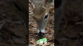 Hang On To Your Little Debbie Cakes While In The Stand.
