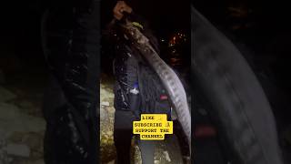 • Record Barracuda on Light Tackle | 10.2 KG Predator #Barracuda #MonsterBarracuda #BigFish #Fishing