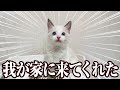 我が家に来てくれた子猫ちゃん！本当に良い子なんですｗ7才児(小学校1年生)男女双子＆4才児(年少)末っ子＆0歳子猫ラグドール(♀)の初日＆2日目 #ラグドール #子猫