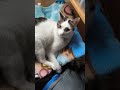 #ねこ動画 #箱#ネコ #cat #cute