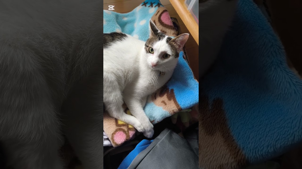 #ねこ動画 #箱#ネコ #cat #cute