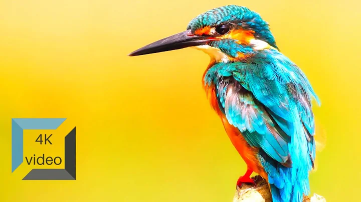 COSTA RICA IN 4K 60fps HDR (ULTRA HD)