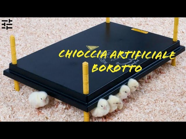 Chioccia artificiale BOROTTO. recensione. Il comfort per i tuoi pulcini sin  dalla schiusa! 