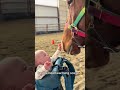 Wild West Horses Acting Dumber Than You Think#HorseCompilationUSA #ChaoticFarmAnimals