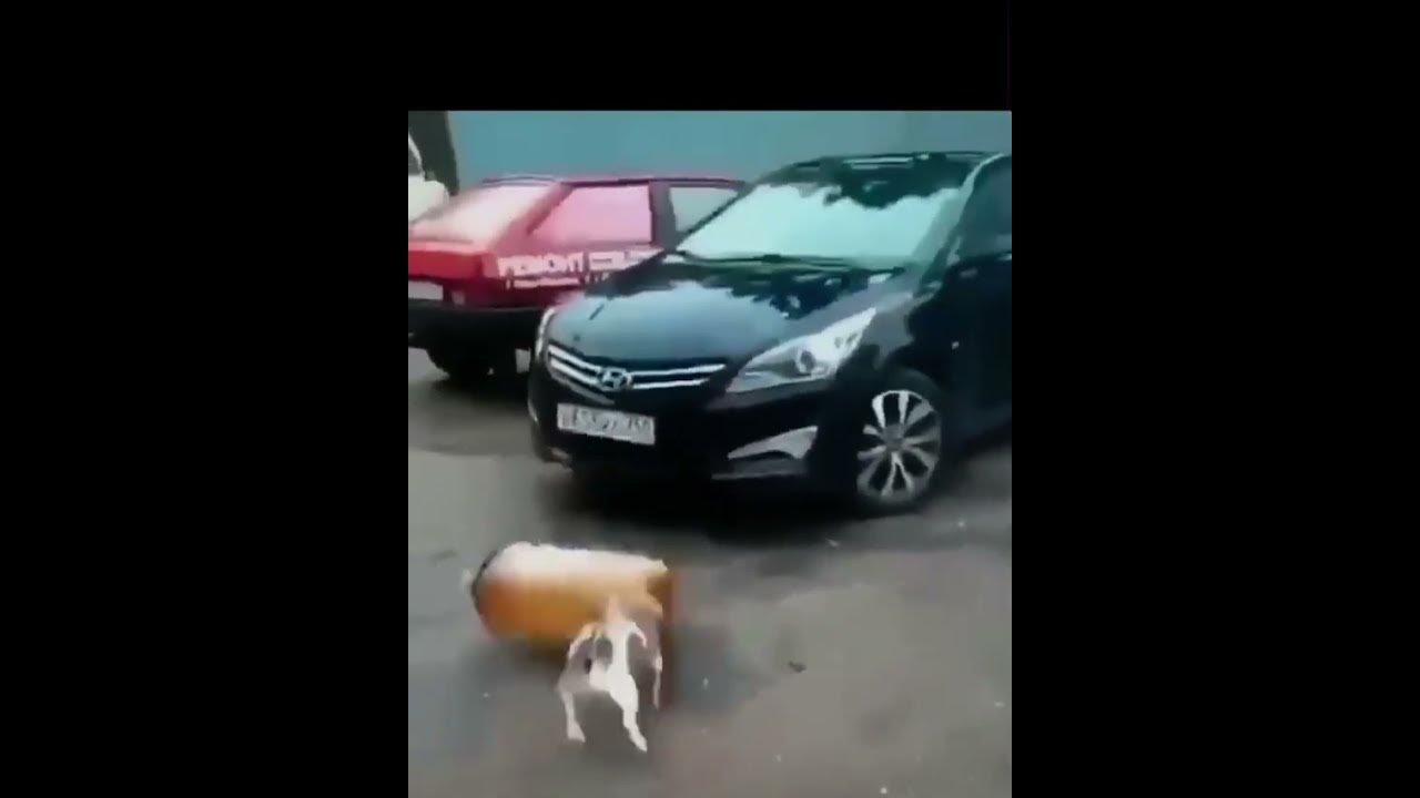 Dog goes into shock after bottle explodes YouTube