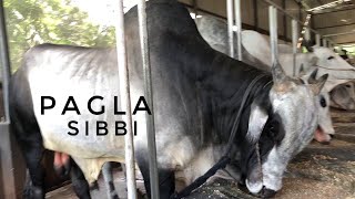 Pagla Black Sibbi | The Home Of Goru Lovers
