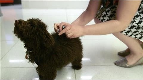 How to Cheat on Your Fitness Tracker