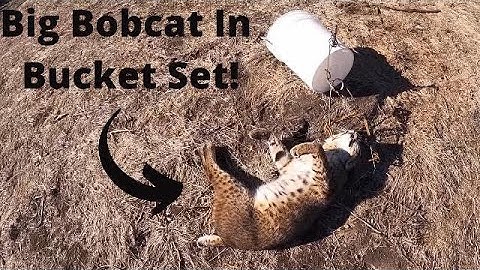 TRAPPING FLAIRS abandoned ranch Vlog 12 (huge bobcat in a 220)