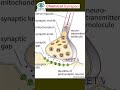 Chemical Synapse Explained | NEET 2026 Biology | Synaptic Cleft Trick | Neurotransmission Hindi