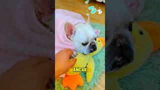 Gaz Çıkaran Köpeğe İnanılmaz Çözüm