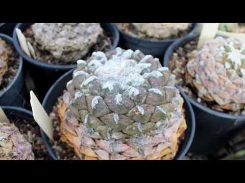 Cacti