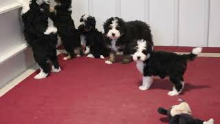 Miniature Bernedoodle Puppies For Sale