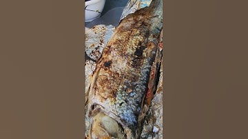 Bangs [milkfish] #satisfying #viral #food #trending #shorts #delicious #bangus #milkfish #asmr