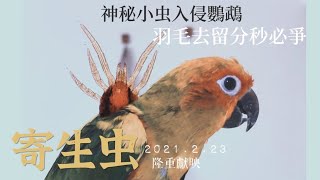 【屈原之天下鳥事】鸚鵡也有寄生獸?Parrots have Parasites?