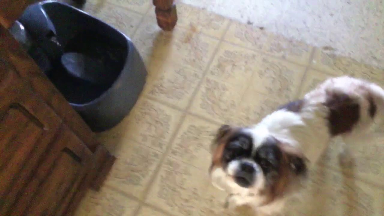 Dogs to the restroom YouTube
