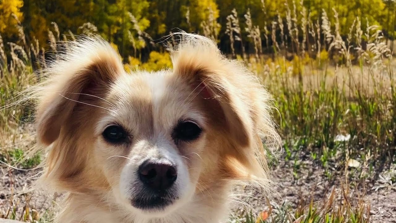 Unmissable Colorado in the Fall🍁🍂🍁: Silver Thread Scenic Byway🍁 