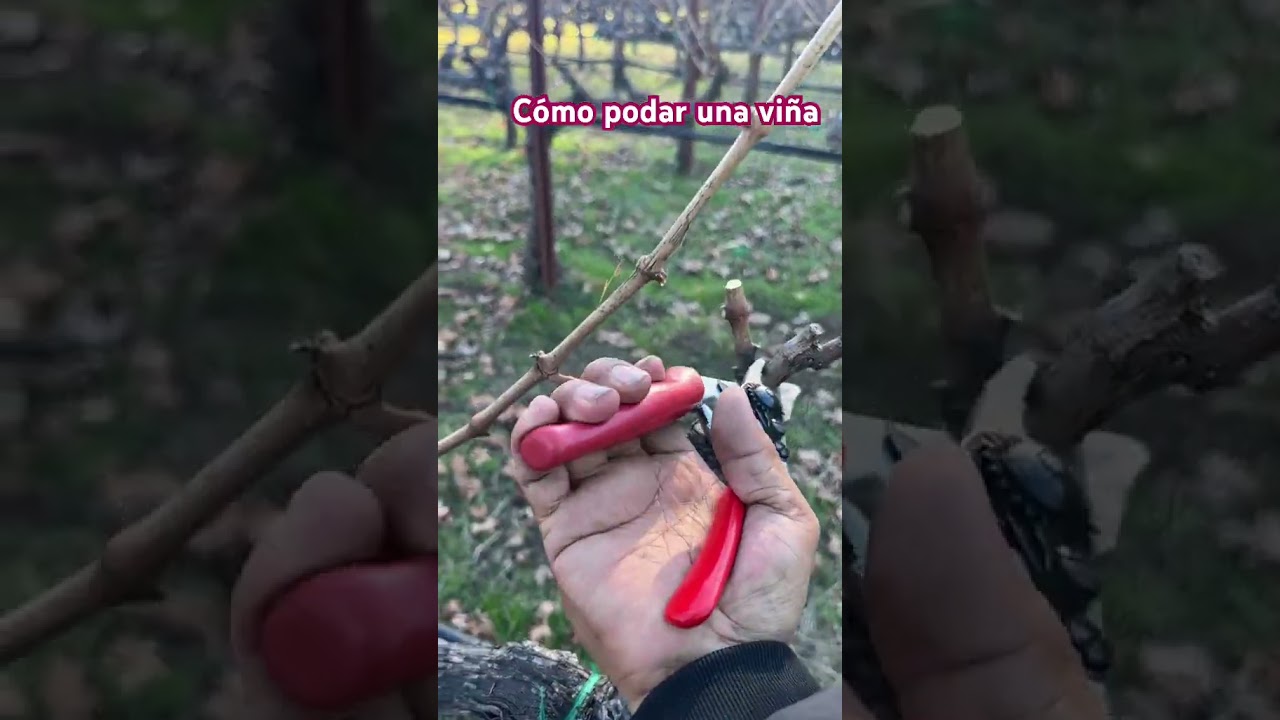 Así es como se debe podar una viña de uva 🍇