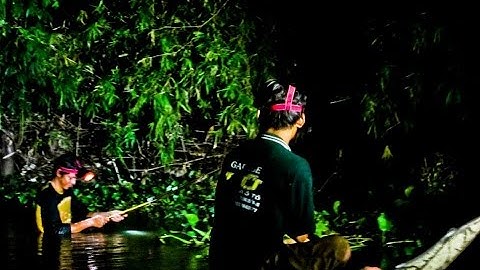 Săn Rắn Đêm Mùa Nước Nổi