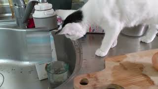 Japanese Bobtail Cat Faby Playing With Water