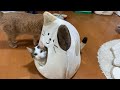 隣のハウスが良く見える猫
