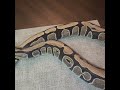1.0 Pastel Harlequin Dh Cryptic Desert Ghost x 0.1 Harlequin Dh Cryptic Desert Ghost. #ballpython